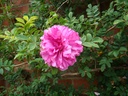 R. roxburghii plena (Pot 1.3L)
