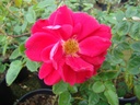 Henry Kelsey (Pot 4L)