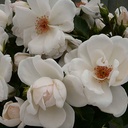 Starlight Symphony ® (Pot 5L)