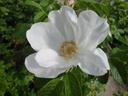 R. rugosa var. alba (Pot 4L)