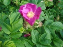 R. rugosa var. rubra (Pot 4L)