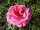 Pippin (Pot 5L)