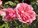 Kiss me Kate ® (Pot 5L)
