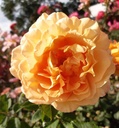Sonnenwelt ® (Pot 4L)