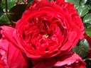Florentina ® (Pot 5L)