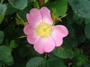 R. hibernica (x) (Pot 5L)
