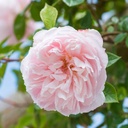 The Generous Gardener ® (Pot 5L)