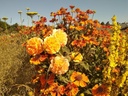 Dame Judi Dench ® (Rosier tige 1,10m, pot)