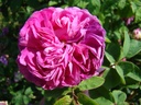 Van Artevelde (Pot 4L)