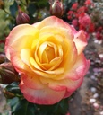 Flaming Star ® (Pot 4L)