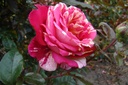 Brocéliande ® (Pot 4L)