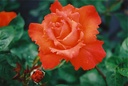Alexander (Pot 4L)