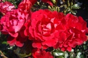 Red Fire (Pot 4L)