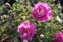 R. pimpinellifolia 'Andrewsii' (Pot 5L)