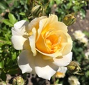Lady in Gold ® (Pot 4L)