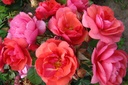 Folle Framboise ® (Pot 4L)