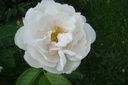 Mary Manners (Pot 4L)