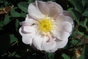 R. pimpinellifolia 'Single Perpetual' (Pot 5L)