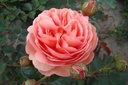 Park Abbey Rose ® (Pot 4L)
