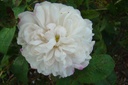 Marie de Saint Jean (Pot 4L)