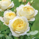 Vanessa Bell ® (Pot 4L)
