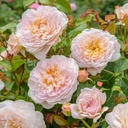 Emily Brontë ® (Pot 4L)