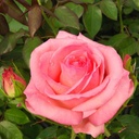 Ma Normandie ® (Pot 4L)