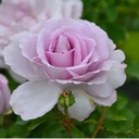 La Rose du Petit Prince ® (Pot 4L)