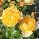 Château de Cheverny ® (Pot 4L)