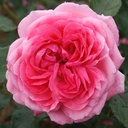 La Rose de Molinard ® (Pot 4L)