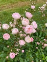 Prince Charles de Luxembourg ® (Pot 1.3L)