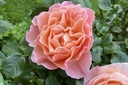 Marie Curie ® (Pot 4L)