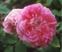 Jan Balis (Pot 4L)