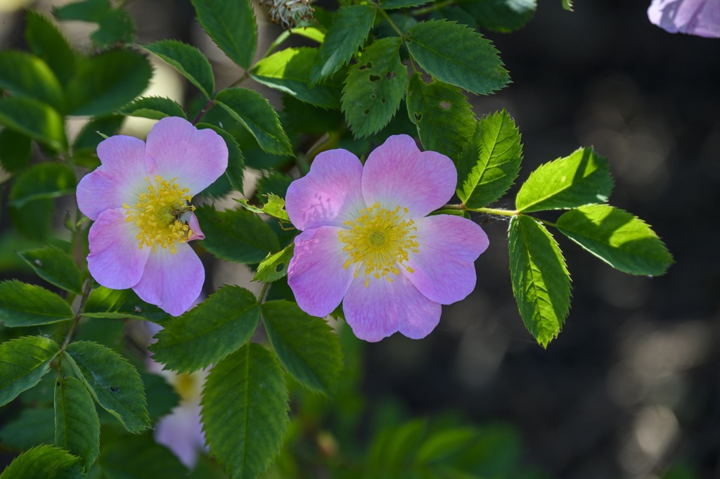 R. 'Piro 3'