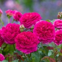 Gabriel Oak ® (Pot 4L)