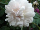 R. centifolia muscosa alba (Pot 4L)
