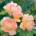 The Lark Ascending ® (Pot 4L)