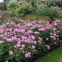 The Mayflower ® (Pot 4L)