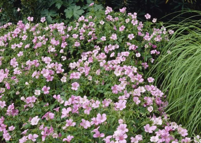 Geranium endressii 'Wargrave Pink'