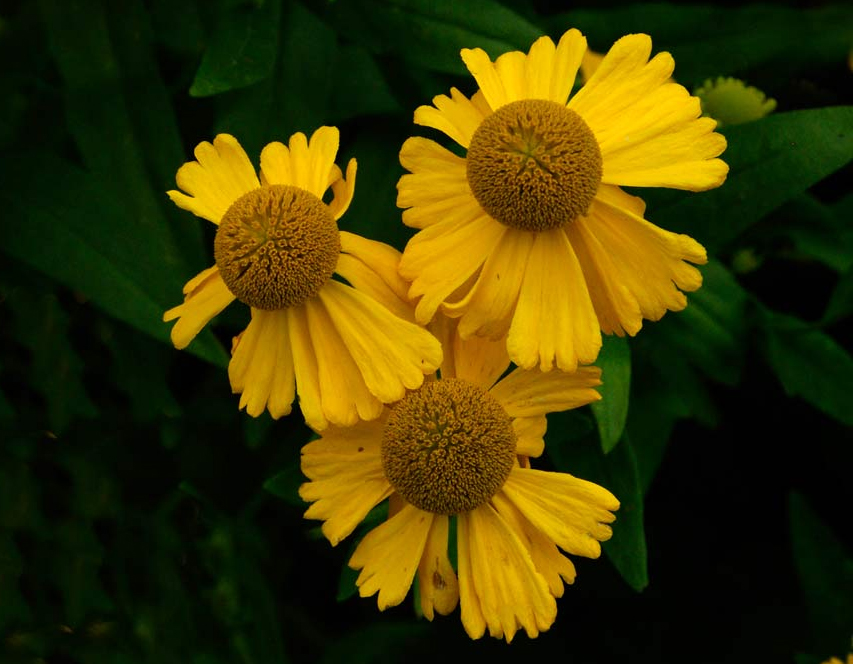 Helenium autumnale 'Pumilum Magnificum'