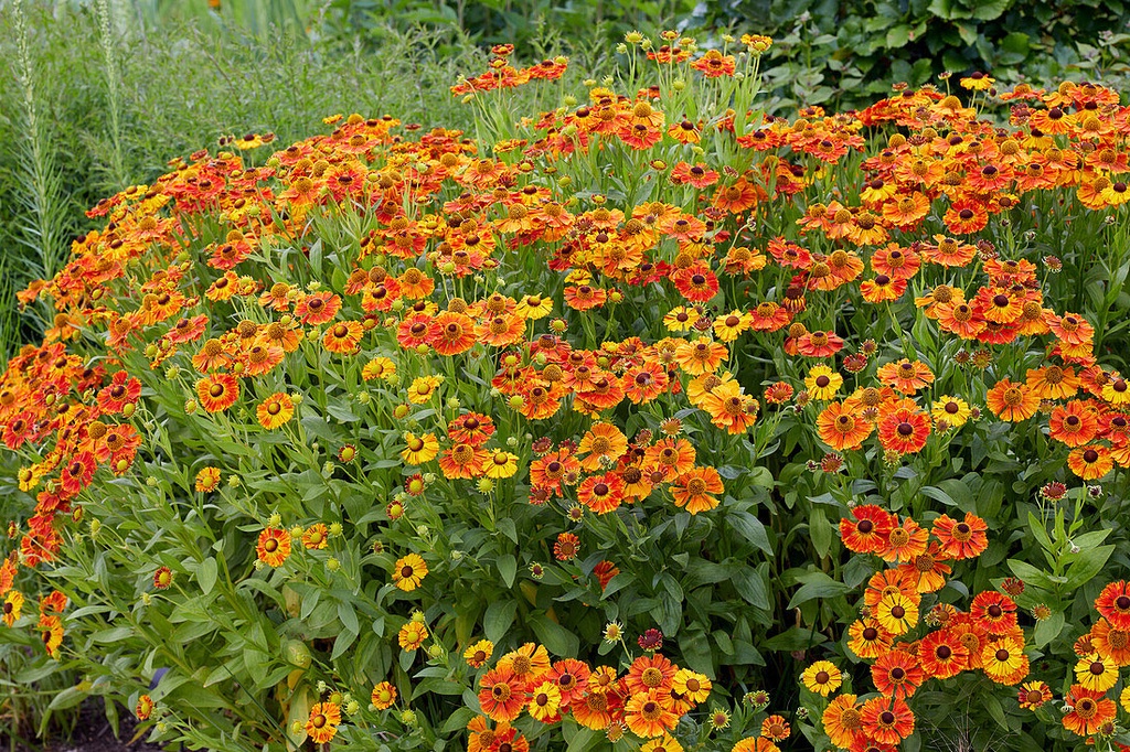 Helenium 'Waltraut'