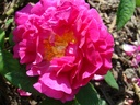 Narcisse de Salvandy (Pot 4L)