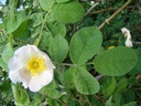 R. tomentosa (Pot 5L)