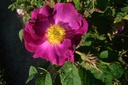 La Louise (Pot 4L)