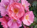 Finn's Rose ® (Pot 1.3L)