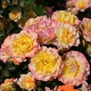 Landlust ® (Pot 4L)