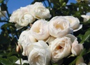Uetersener Klosterrose ® (Pot 5L)