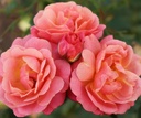 Peach Melba ® (Pot 5L)