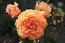 Capri ® (Pot 4L)