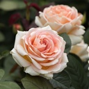 Lady Capri ® (Pot 4L)